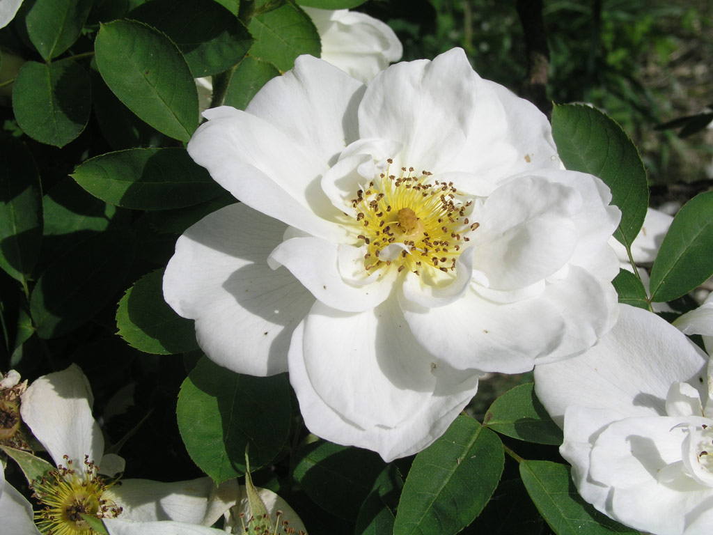 růže Frhlingsschnee