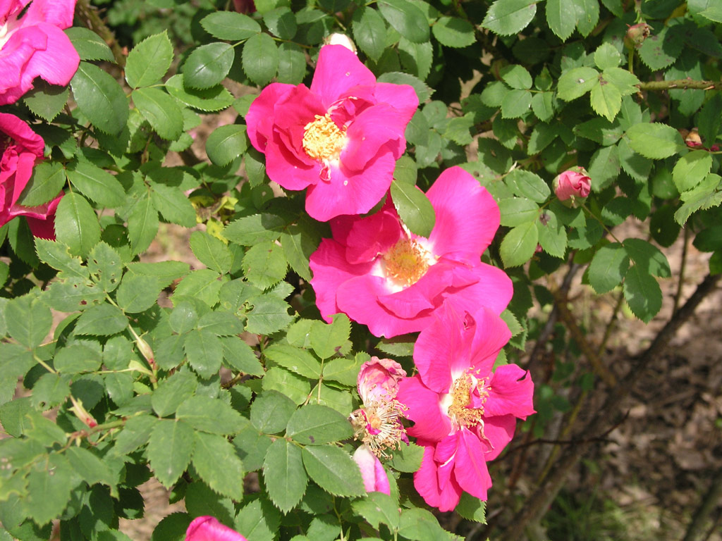 růže Frhlingszauber