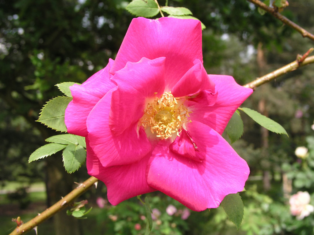 růže Frhlingszauber