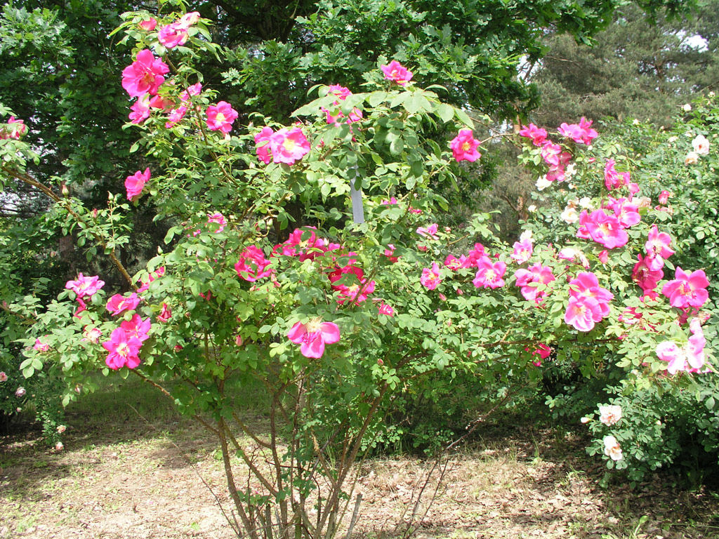 růže Frhlingszauber