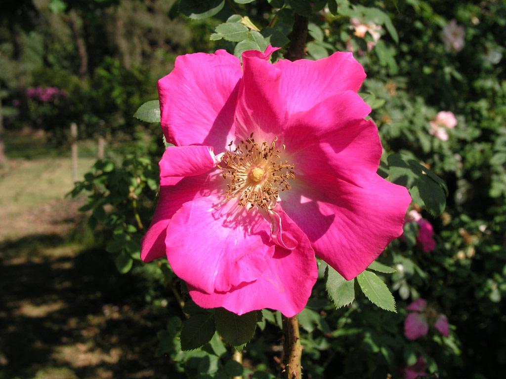 růže Frhlingszauber