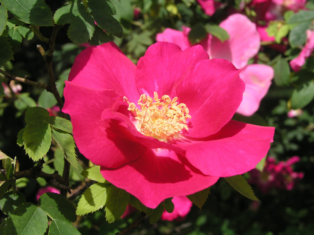 růže Frhlingszauber