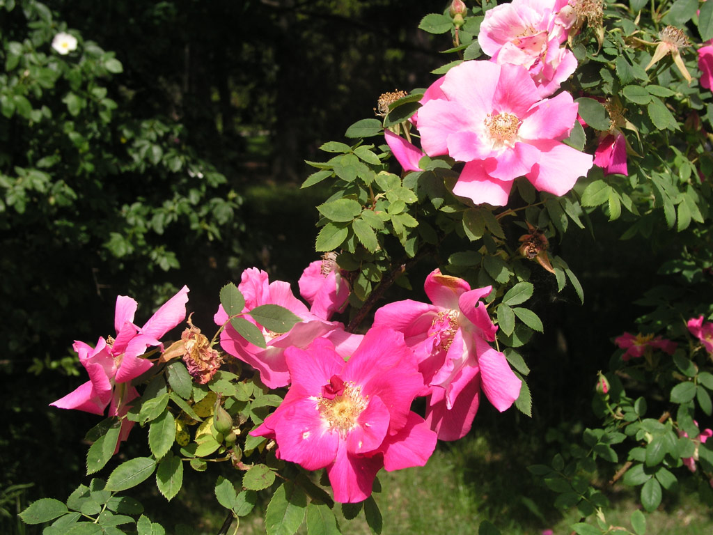 růže Frhlingszauber