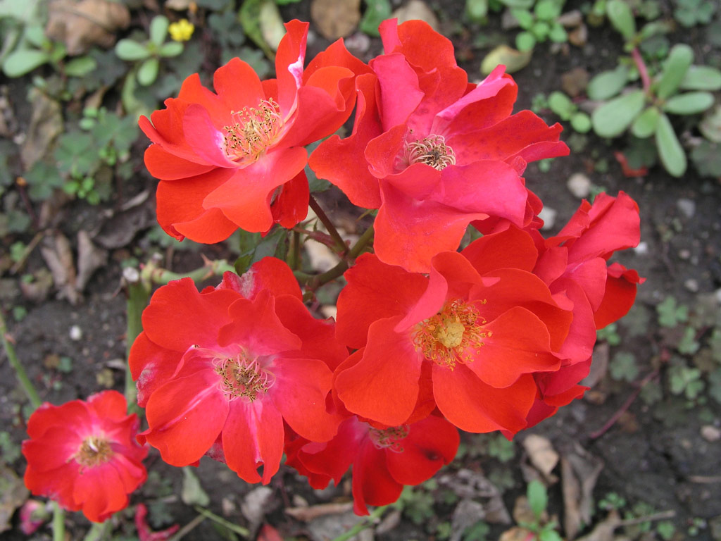 růže Fuggerstadt Augsburg