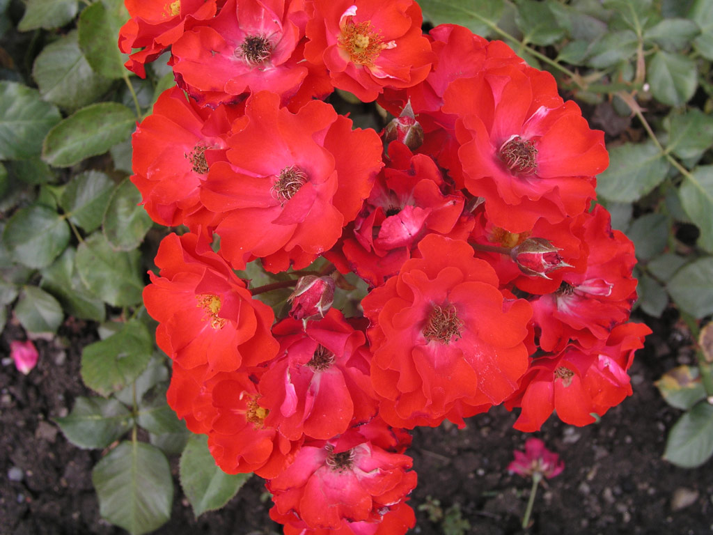 růže Fuggerstadt Augsburg