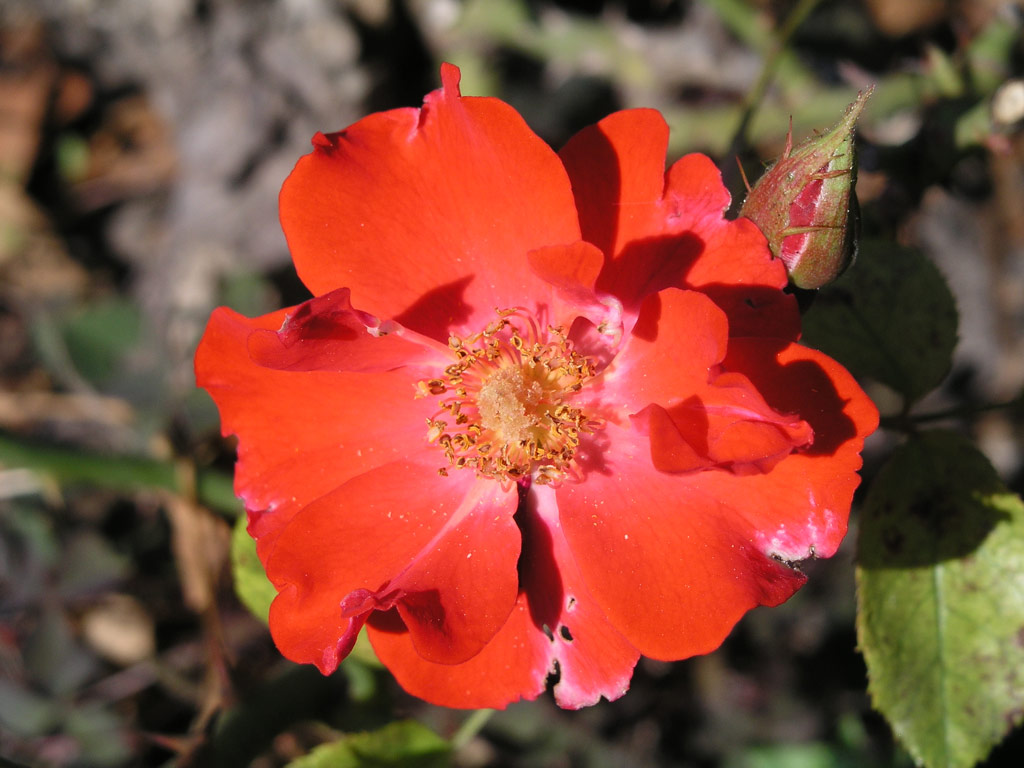 růže Fuggerstadt Augsburg