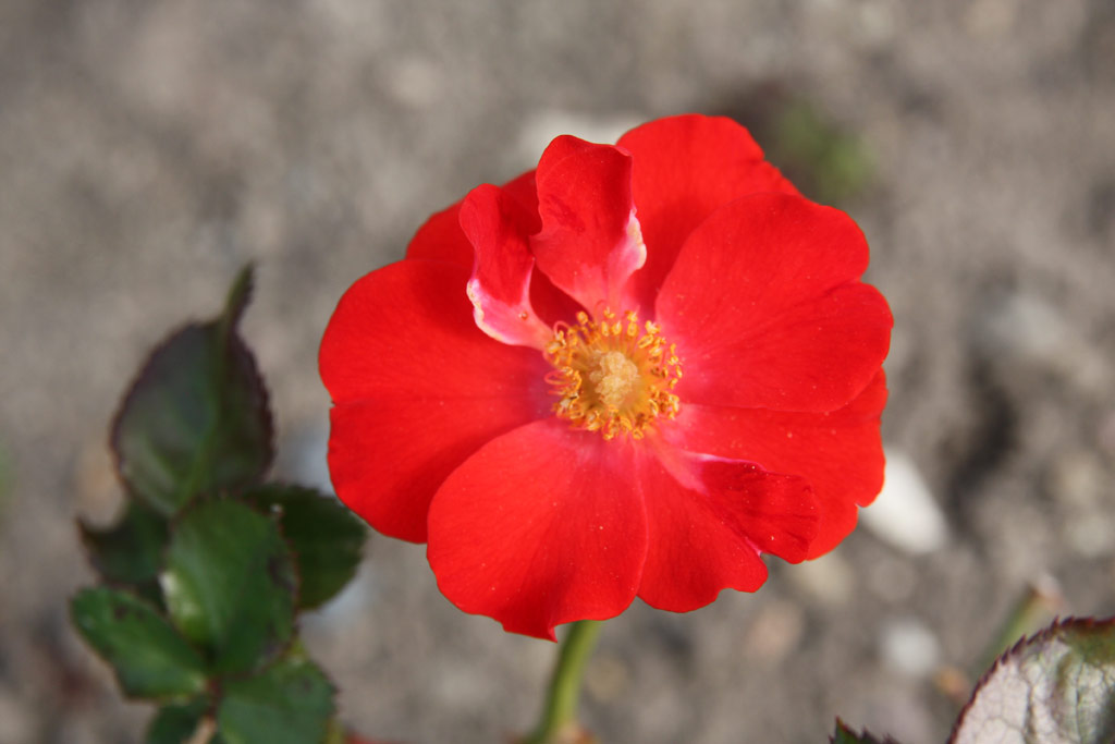 růže Fuggerstadt Augsburg