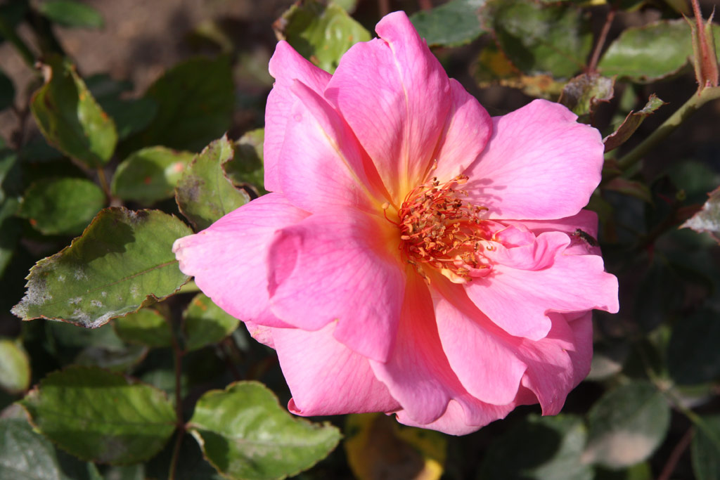 růže Fulgens (Giacomasso)