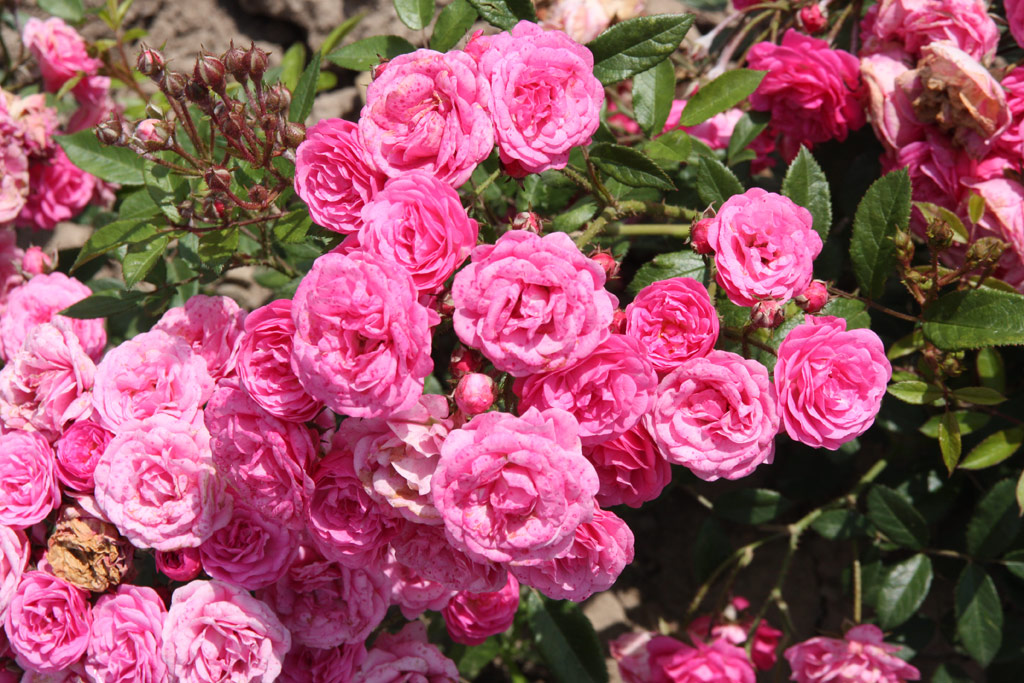 růže Gabrielle Privat