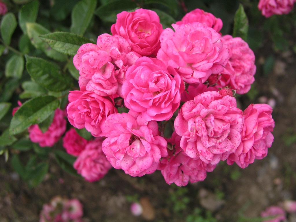 růže Gabrielle Privat