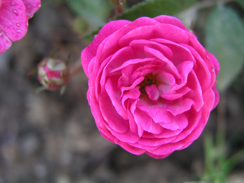 růže Gabrielle Privat