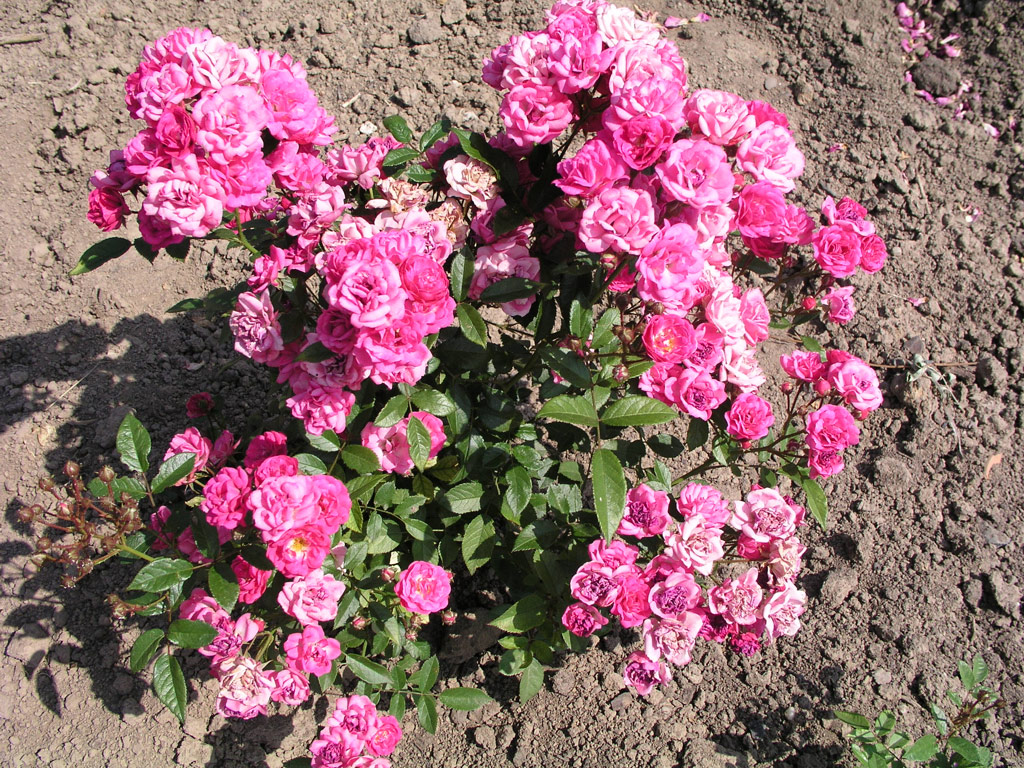 růže Gabrielle Privat