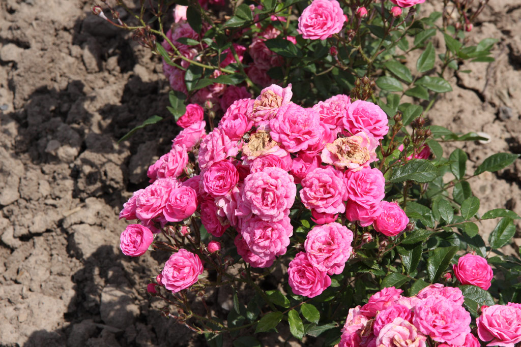 růže Gabrielle Privat