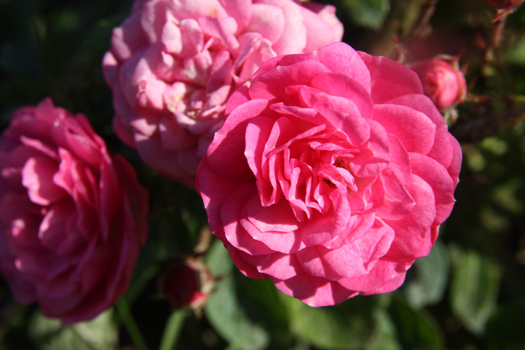 růže Gabrielle Privat