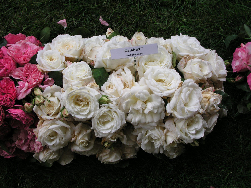 růže Galahad
