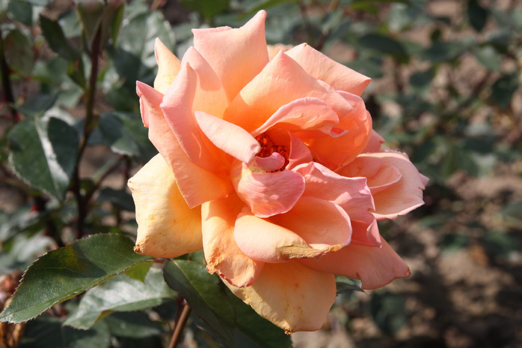 růže Gamma (Gaujard)