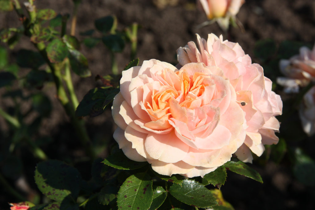 růže Garden of Roses