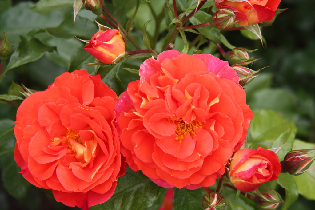 růže Gebrder Grimm