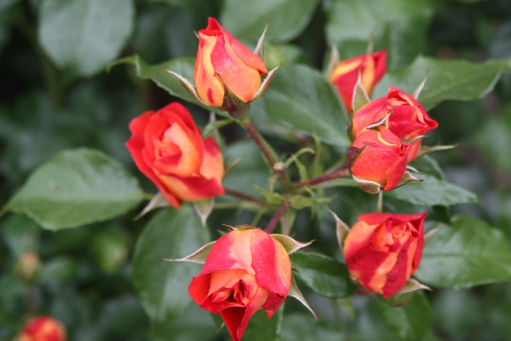 růže Gebrder Grimm