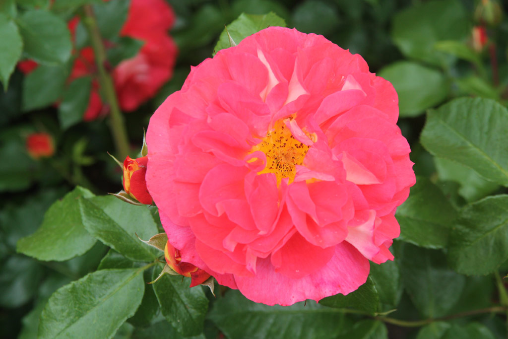 růže Gebrder Grimm