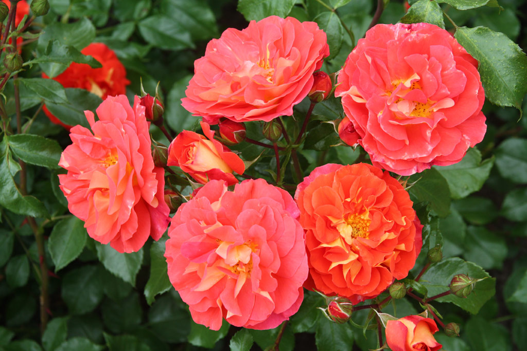 růže Gebrder Grimm