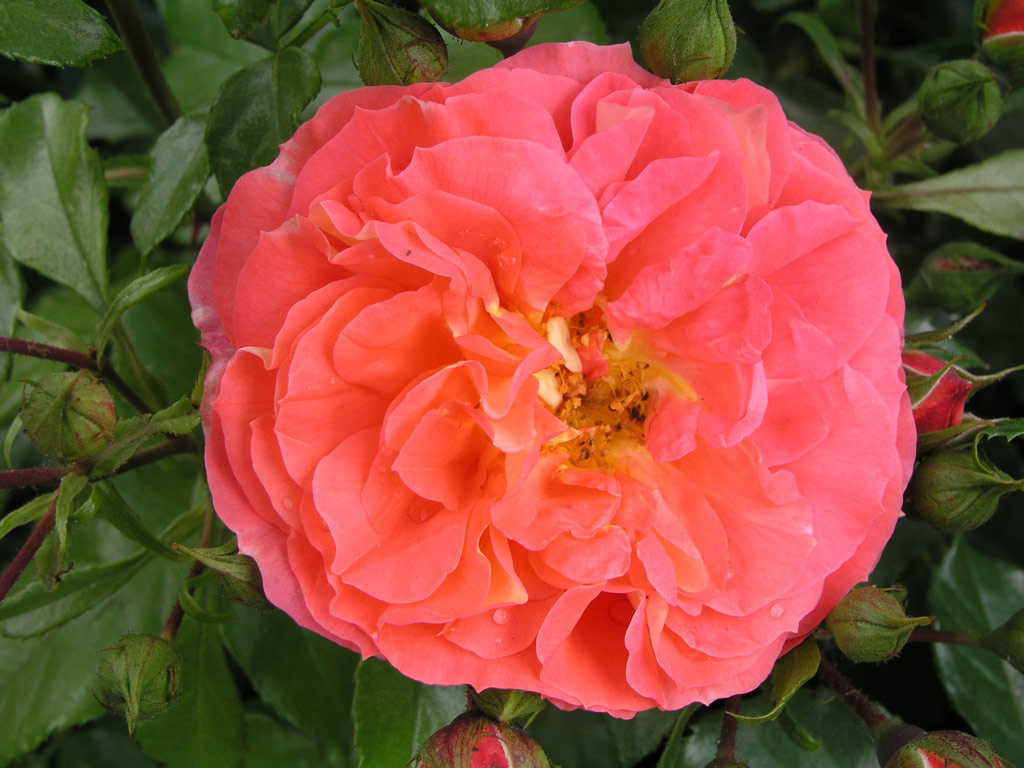 růže Gebrder Grimm