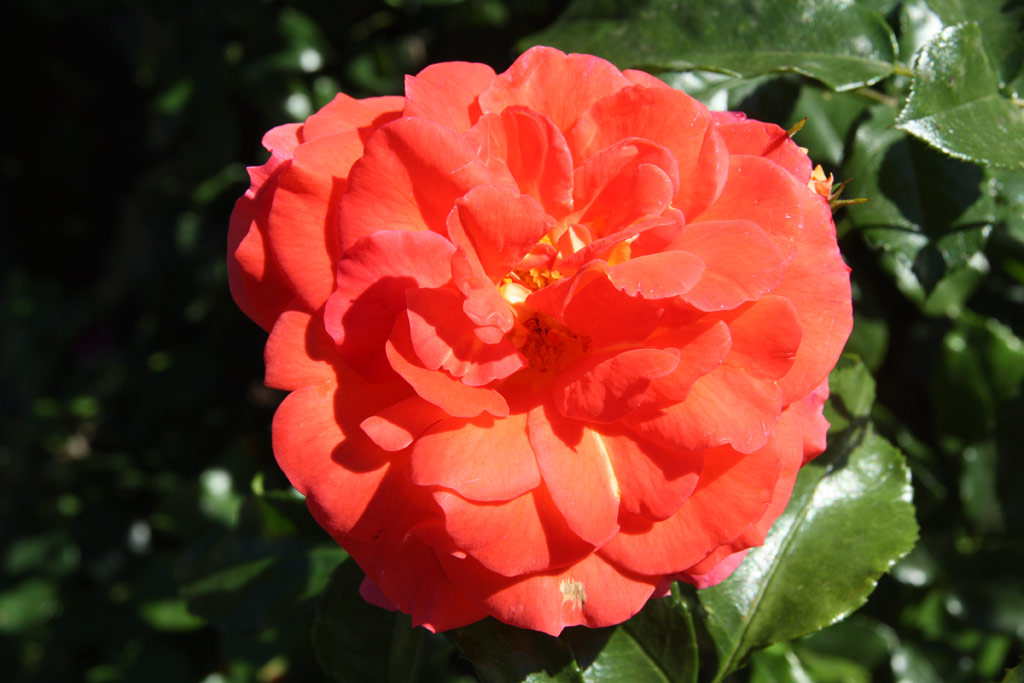 růže Gebrder Grimm