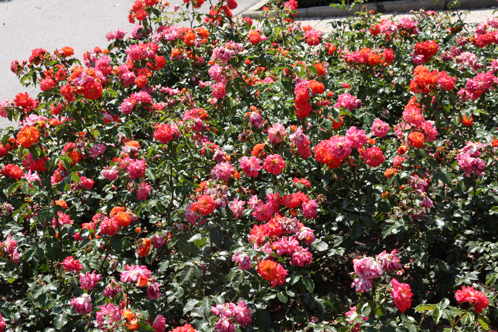 růže Gebrder Grimm