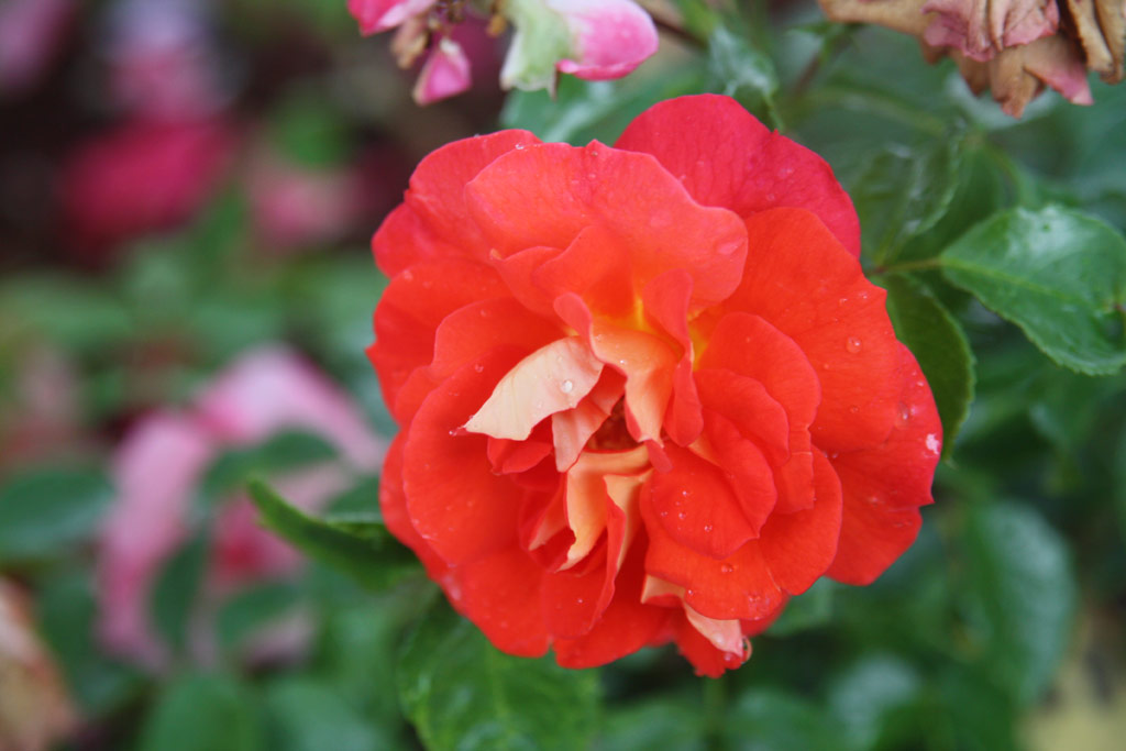 růže Gebrder Grimm