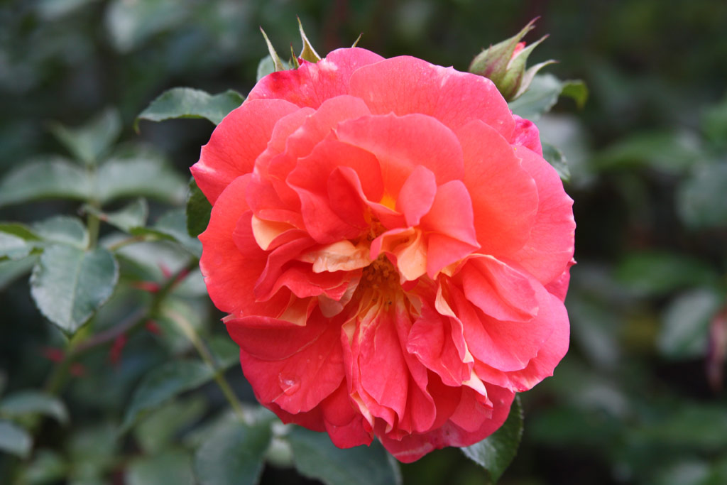 růže Gebrder Grimm