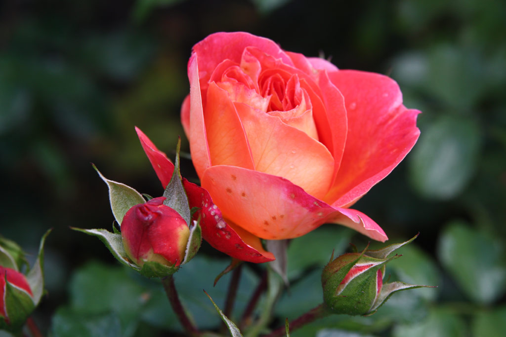 růže Gebrder Grimm