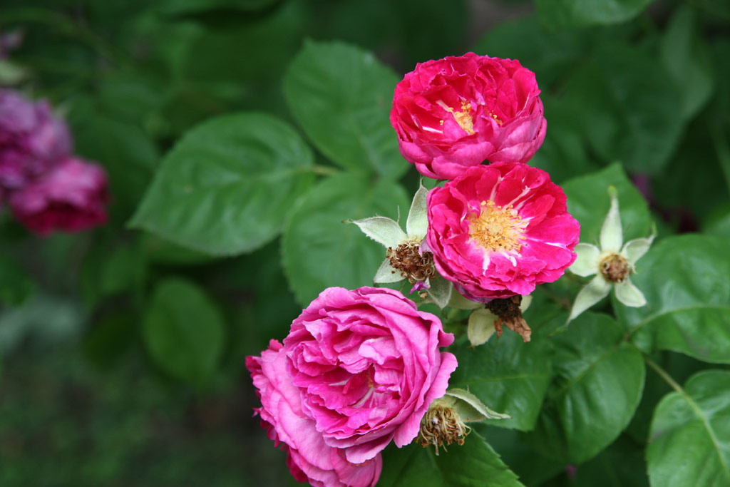 růže Geisha (Geschwind)