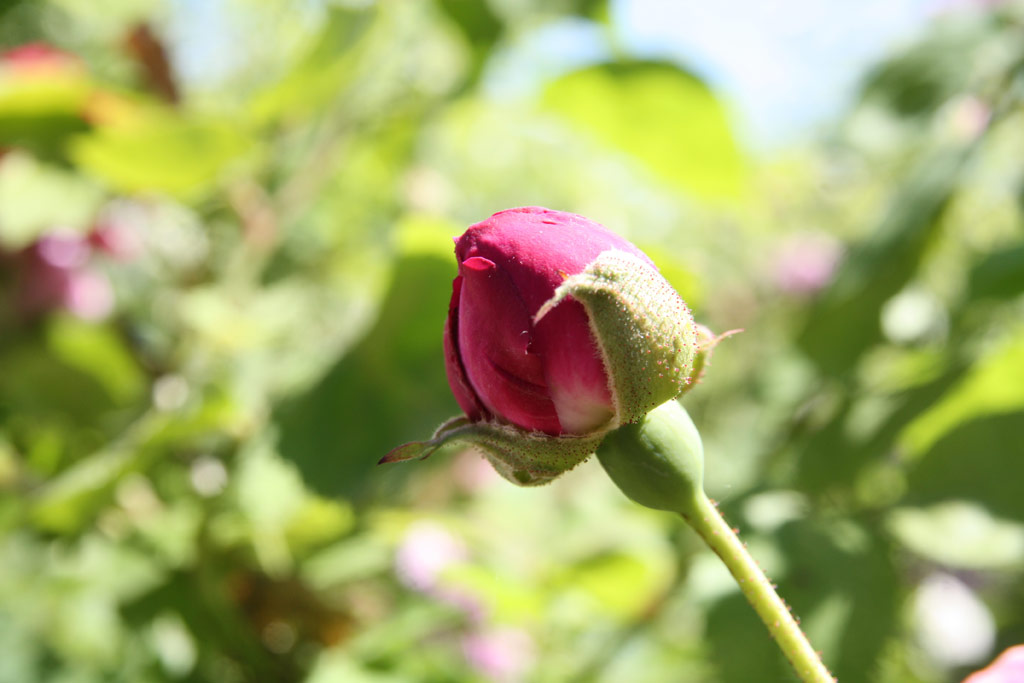 růže Geisha (Geschwind)