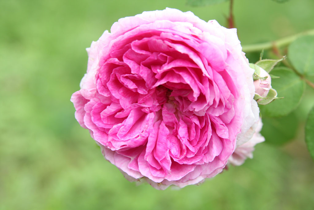 růže Geisha (Geschwind)