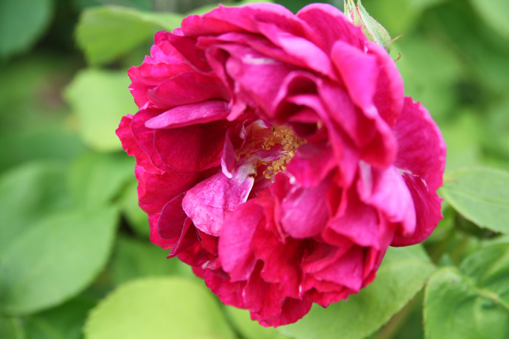 růže Geisha (Geschwind)