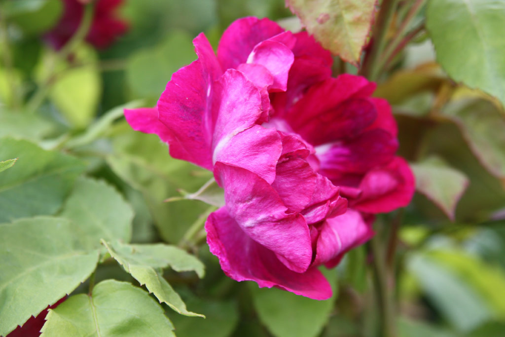 růže Geisha (Geschwind)