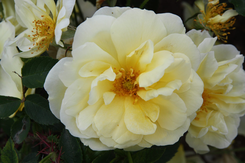 růže Gelbe Dagmar Hastrup