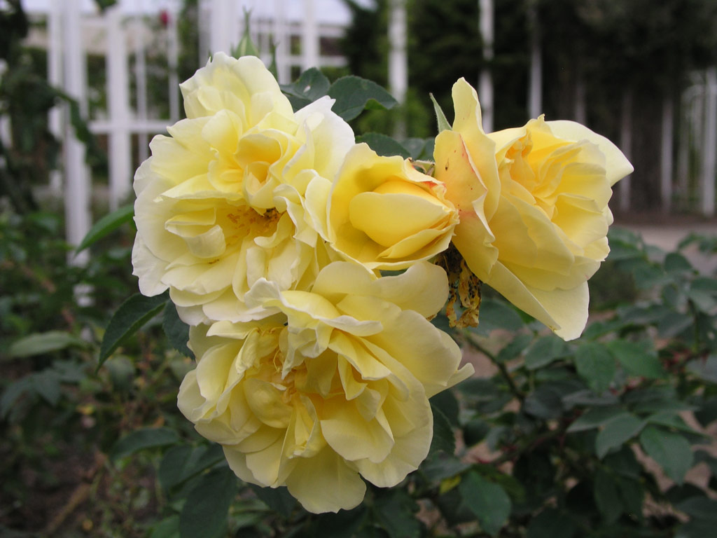 růže Gelbe Dagmar Hastrup