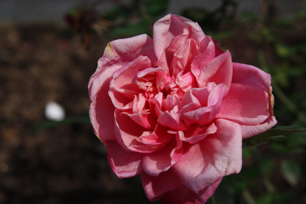 růže General Schablikine