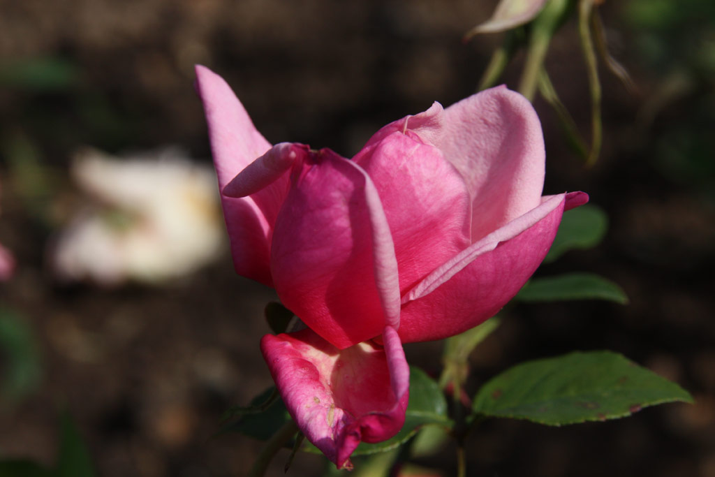 růže General Schablikine