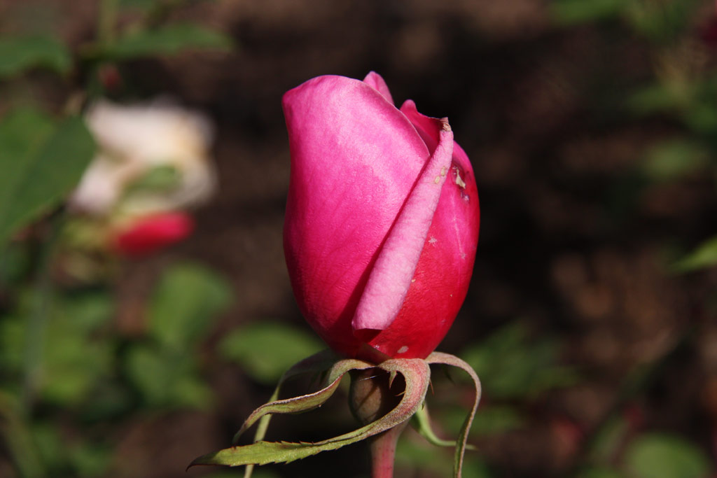 růže General Schablikine