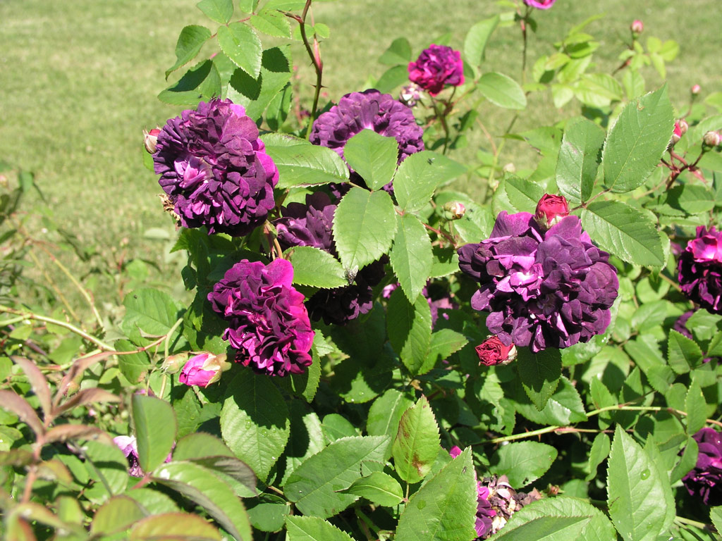 růže Generl tefanik