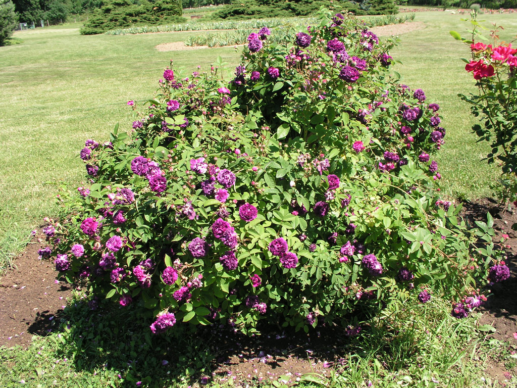 růže Generl tefanik