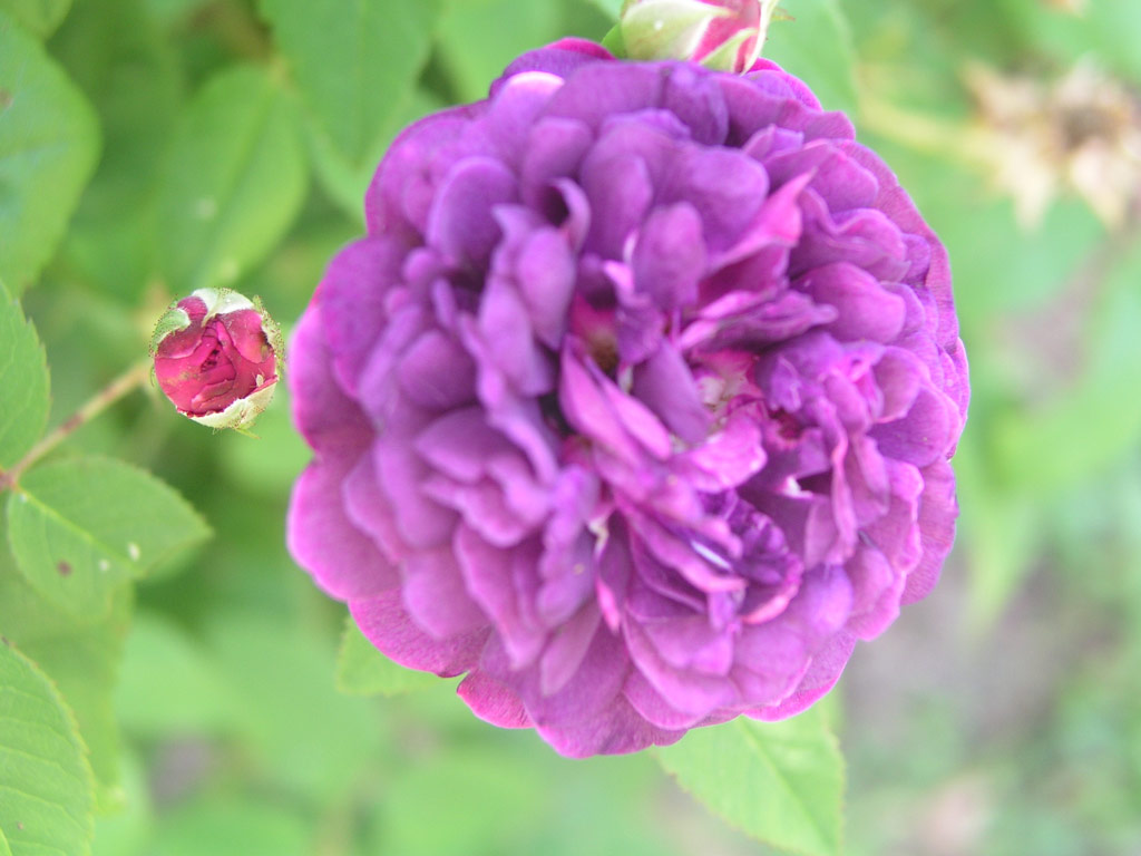 růže Generl tefanik