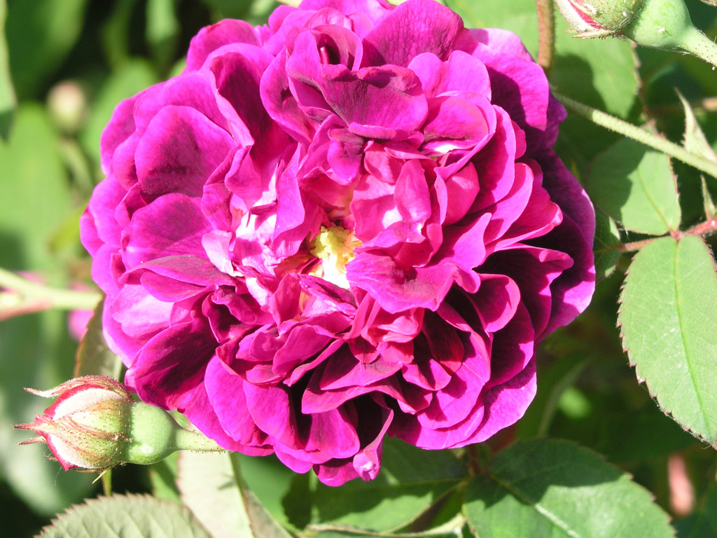 růže Generl tefanik