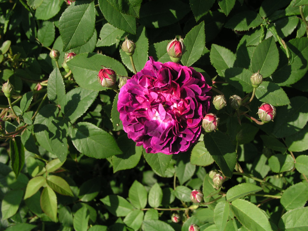 růže Generl tefanik