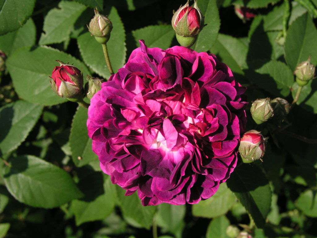 růže Generl tefanik