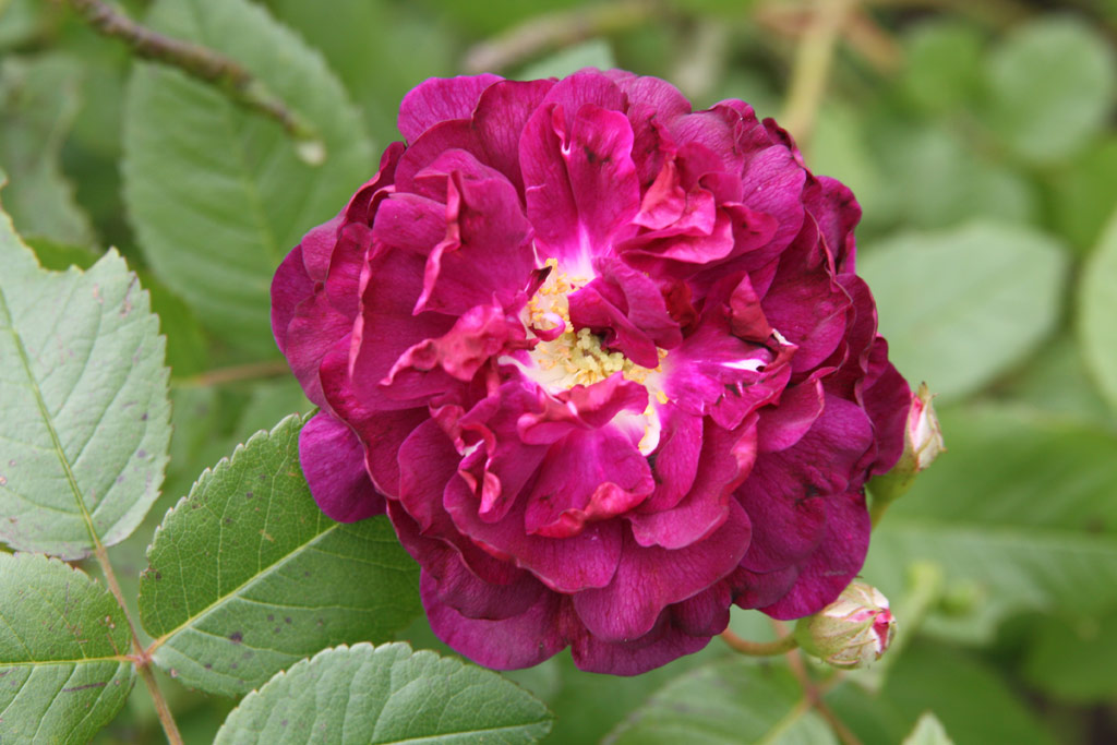 růže Generl tefanik