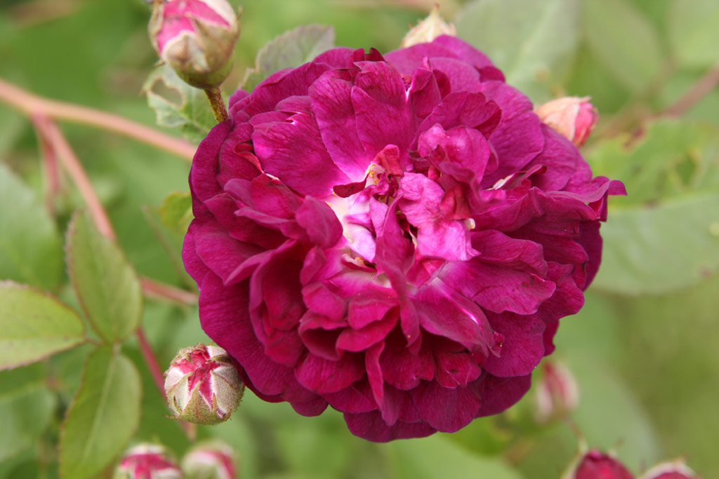 růže Gener�l �tefanik