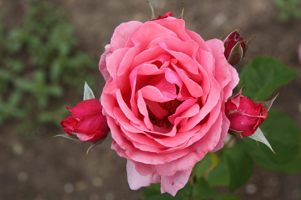 růže General Superior Arnold Janssen